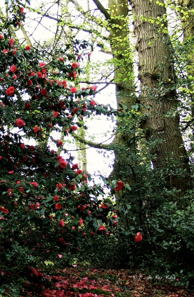 Bois des Moutiers (62) Mai 2012